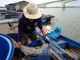 Bà Rịa-Vũng Tàu cắt giảm 50% lồng bè nuôi thủy sản trên sông Chà Và